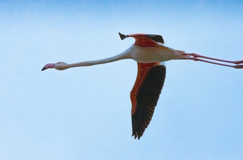 Falmingo i Porto Lagos lagunen - Grækenland