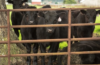 Ferndale, Californien - black angus kvæg