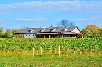 En vingård i Finger Lakes regionen - New York State