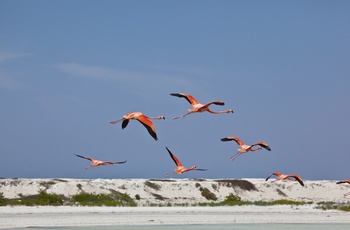 Flamingoer i Río Lagartos Biosfærereservat på Yucatan-halvøen - Mexico