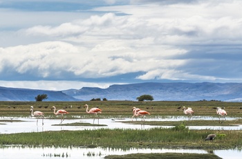 Flamingoer i Reserva Natural Laguna Nimez nær El Calafate - Patagonien i Argentina