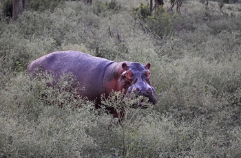 Flodhest i Queen Elizabeth National Park - Uganda