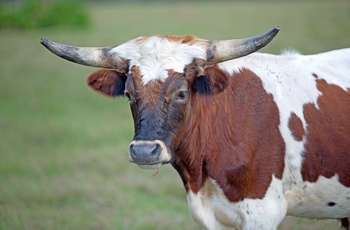 Florida Cracker Cow - USA