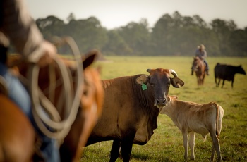 Kvæg drives frem af nutidens cowboys på hest - USA