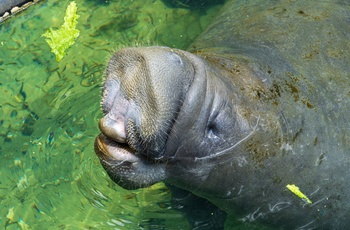 Søko eller Manatee i Florida - USA