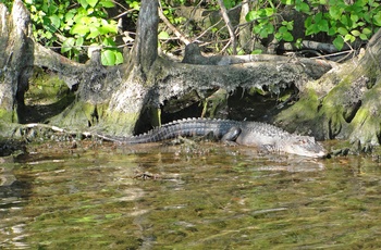 Alligator i Florida - USA