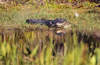 Alligator i Everglades - Florida