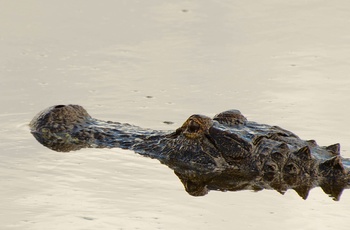 Alligator langs Lake Apopka Wildlife Drive i Florida, USA