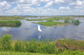 Fugle langs Lake Apopka Wildlife Drive i Florida, USA