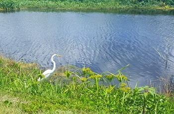 Fugle langs Lake Apopka Wildlife Drive i Florida, USA