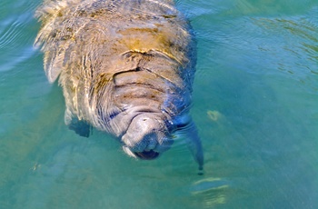 Manatee i Florida, USA