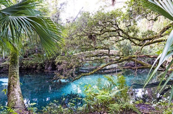 Turkisblå sø i Ocala National Forest, Florida i USA