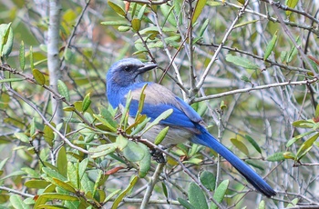Hold øje med de farverige fugle i Ocala National Forest, Florida i USA