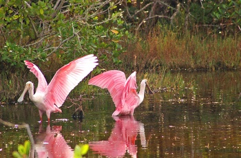 Skestorke eller Spoonbill på Sanibel Island, Florida i USA