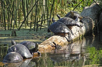 Wakulla Springs - rigt dyreliv - Florida i USA