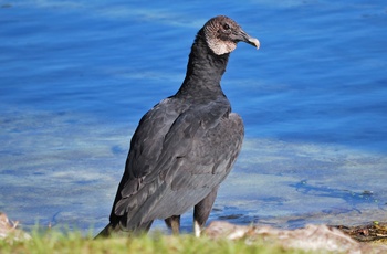 Wakulla Springs - sort amerikansk grib - Florida i USA