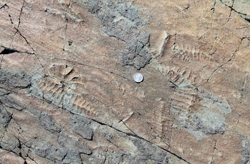 Fossiler ved Mistaken Point