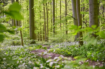 Foto: Hainich National Park i Thüringen - En solrig skovsti om foråret med vilde hvidløg i blomst og høje, grønne træer © - GNTB, Jens Wegener