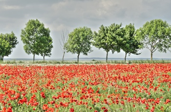 Frankrig, Pikardiet, Aisne - valmuer på mark ved Aisne