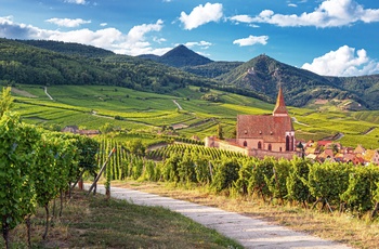 Vinmarker langs vinruten i Alsace, Frankrig