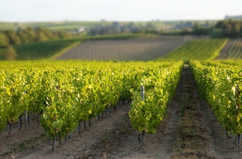 Vinmarker i Anjou området, Loiredalen i det nordvestlige Frankrig