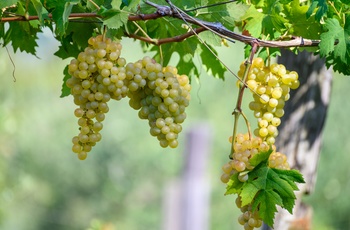 Modne vindruer på vinmark i Anjou området, Loiredalen i det nordvestlige Frankrig