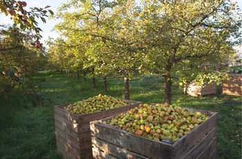 Friskplukkede æbler i Normandiet, det nordlige Frankrig