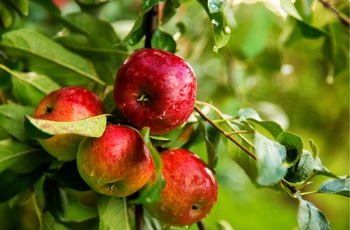 Røde æbler i Normandiet i Nordfrankrig
