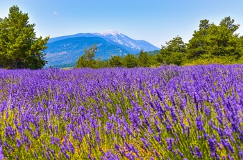 Lavendelmarker ved bjerget Mont Ventoux, Provence i Frankrig