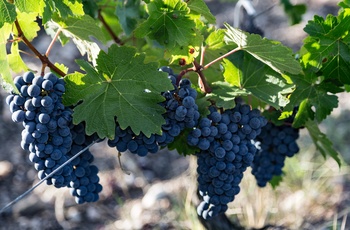 Modne druer på vinmark