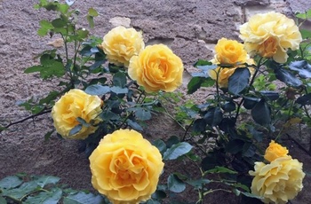 Blomster i Chinons gader i Loiredalen, Frankrig