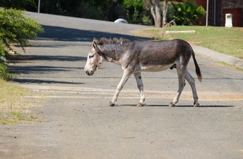 Fritgående æsel i Grahamstown i Sydafrika