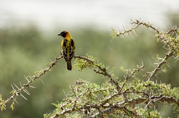 Fugleliv i Queen Elizabeth National Park - Uganda