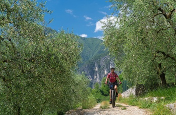 På mountainbike gennem olivenplantage ved Gardasøen, Norditalien