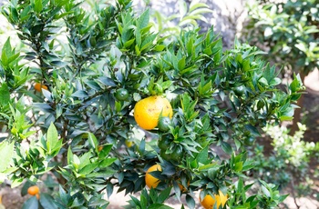 Træ med citroner i Limone, Gardasøen i Italien