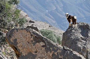 Ged i Jebal Akhdar-bjergene, Oman