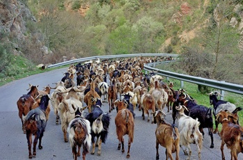 Geder på bjergvej på Peloponnes - Grækenland