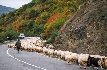En hyrde og hans får på Georgian Military Highway - Georgien