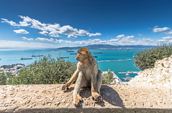 Abe på klippen, Gibraltar