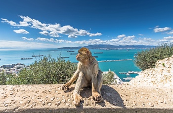 Abe på klippen, Gibraltar