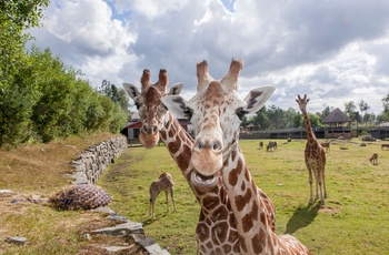 Giraffer i Dyreparken i Kristiansand