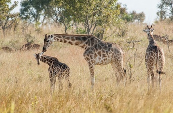 Giraffer i Queen Elizabeth National Park - Uganda