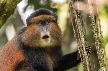 Golden Monkey i Mgahinga Gorilla National Park - Uganda