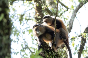 Golden Monkey i Mgahinga Gorilla National Park - Uganda