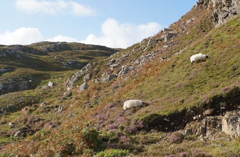 Får der græsser i mellem lyngplanterne, Point of Sleat, Isle of Skye, Skotland