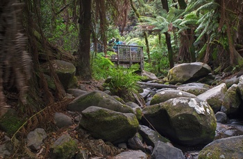 Turister på udsigtsplatform i Great Otway National Park - Victoria i Australien
