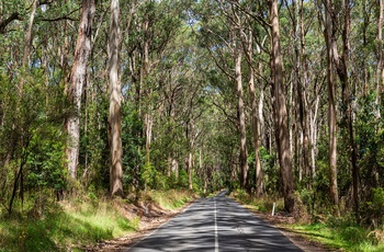 På vej gennem Great Otway National Park - Victoria i Australien