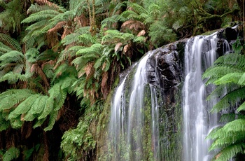 Vandfald i Great Otway National Park - Victoria i Australien