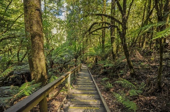 Vandresti gennem regnskoven i Great Otway National Park - Victoria i Australien