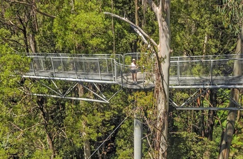 Treetop Walk i Great Otway National Park - Victoria i Australien